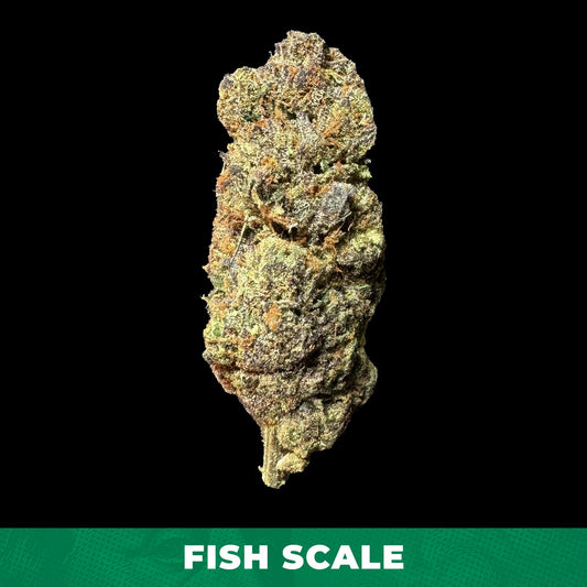 Fish Scale (Hybrid) - Premium Indoor Exotic ThcA Flower